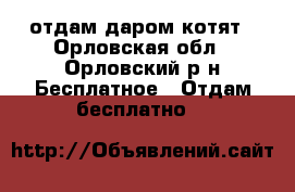 отдам даром котят - Орловская обл., Орловский р-н Бесплатное » Отдам бесплатно   